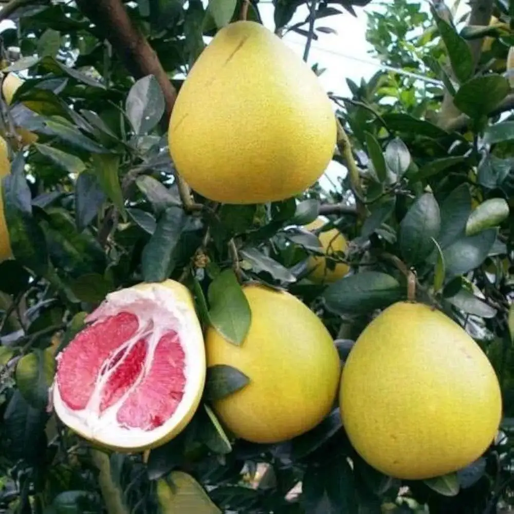 دارابی؛ بزرگ ترین میوه مرکبات ایران - ارزش غذایی و خواص آن