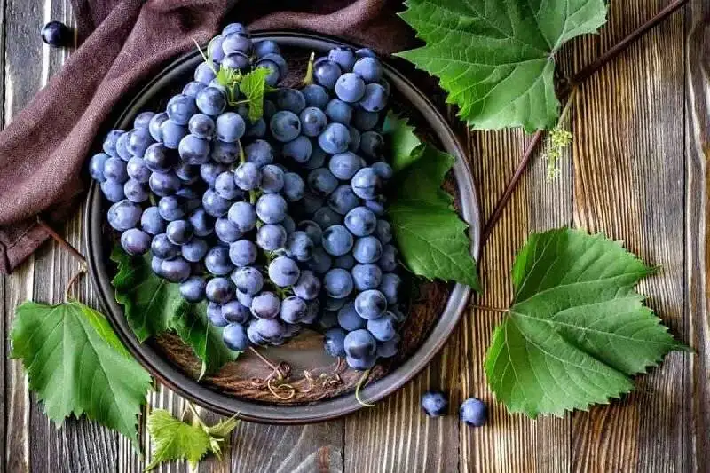 میوه ای که از پیری و شل شدن پوست جلوگیری می کند