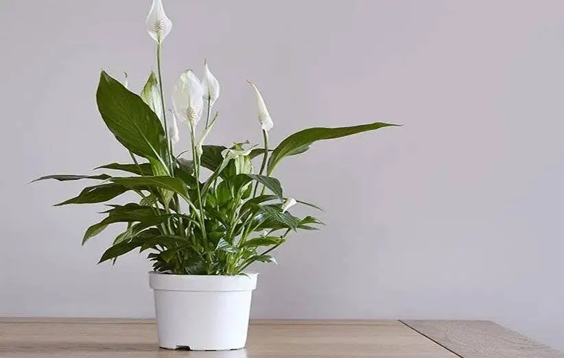 5 گیاه آپارتمانی اکسیژن ساز با روش نگهداری آسان