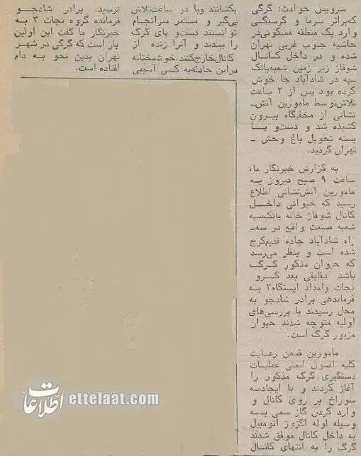 شکار گرگ در یک بانک خبرساز شد! + تصویر - گرگ 40 سال پیش در کانال شوفاژ گیر افتاد