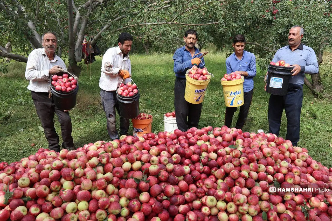 فصل سیب مراغه رسید - چرا سیب مراغه از همه سیب ها مرغوب تر است؟