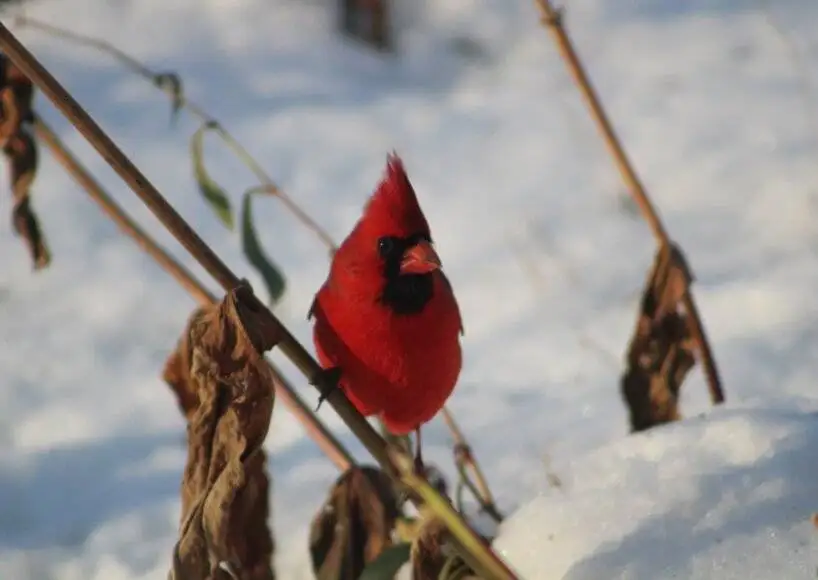 راه حل های جالب حیوانات برای زنده ماندن در سرما