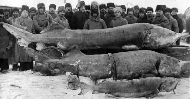 هیولای هفت متری؛ بزرگترین ماهی رودخانه ای صید شده در طول تاریخ - عکس