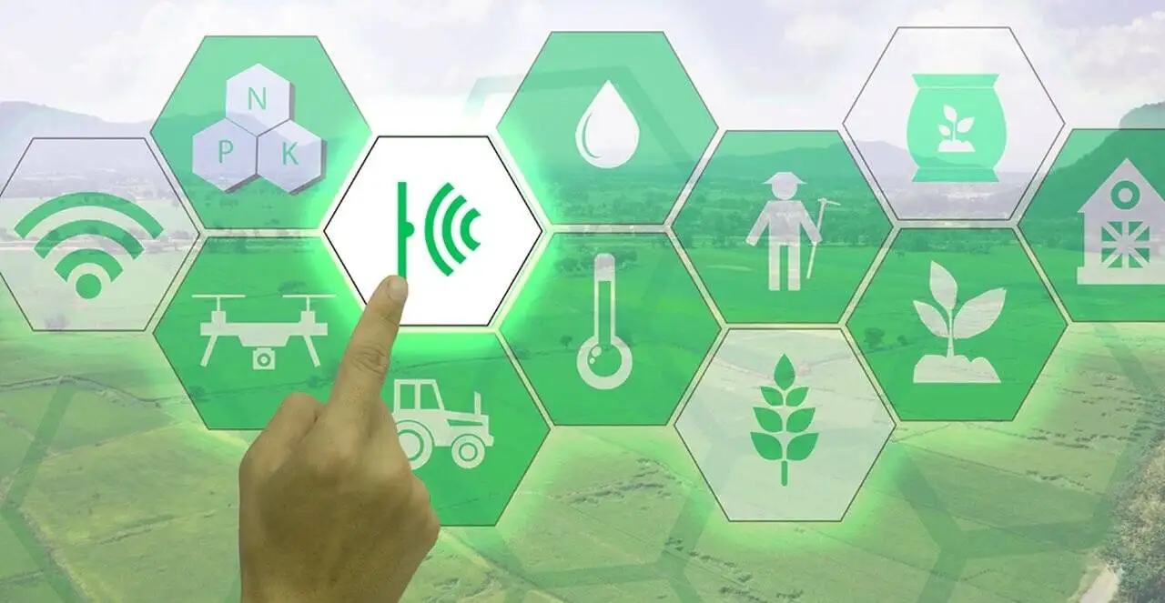 وقتی جنگل ها با هم چت می کنند! افشای چت روم های مخفی درختان زیر پای شما!