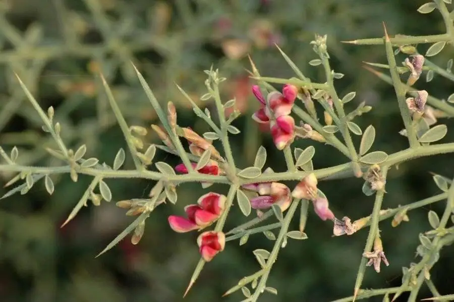 خواص شگفت انگیز عرق خارشتر برای بدن