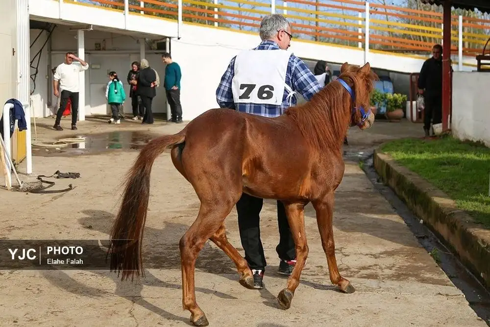 زیبایی اسب اصیل نژاد کاسپین را ببینید + تصاویر