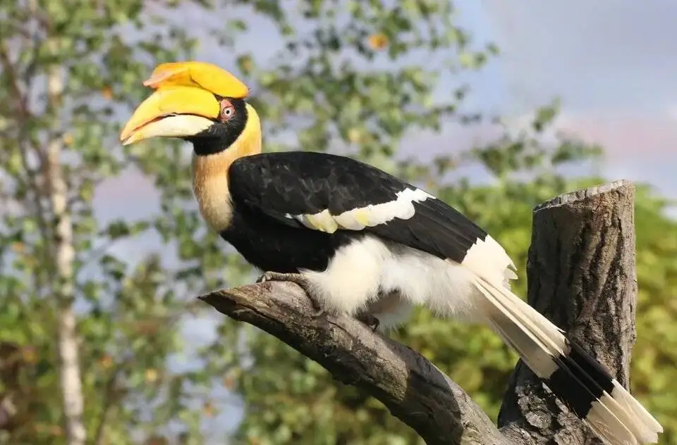 دنیای پرندگان با جالب ترین منقارها - عکس