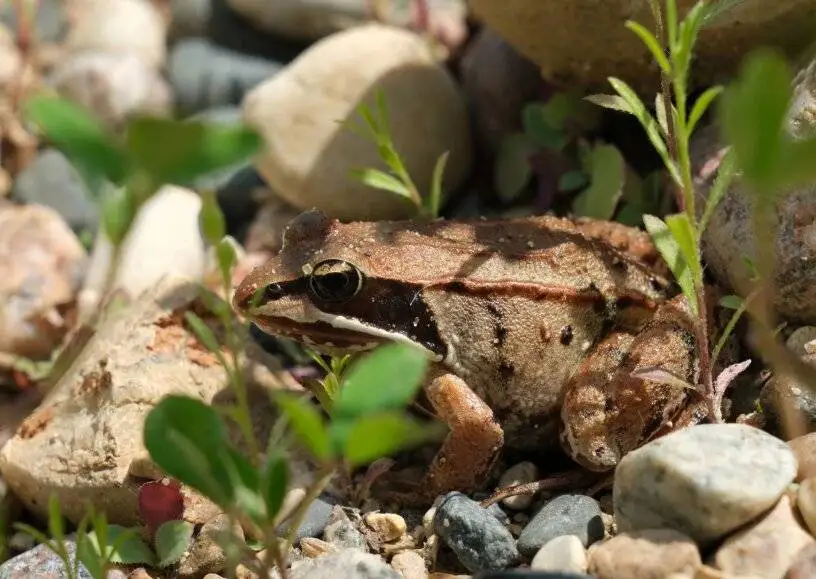 راه حل های جالب حیوانات برای زنده ماندن در سرما