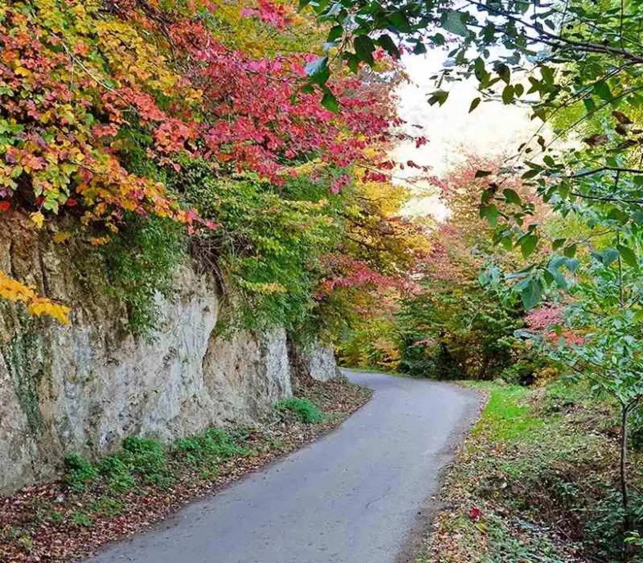 جنگل نقله بر؛ بکرترین و قشنگ ترین جنگل گیلان برای سفر پاییزی