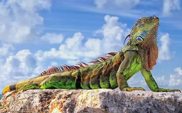 حیوانات جالب در خانه ایرانی ها - انتخاب حیوان خانگی سلیقه ای نیست - جنگ آینده جنگ ژن هاست