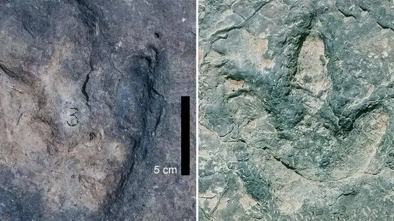 ببینید؛ مشاهده ردپاهای دایناسور اطراف اقیانوس اطلس! - عکس