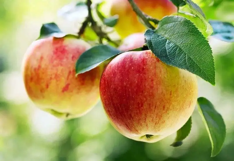 این غذاها ما را از سرطان نجات می دهند