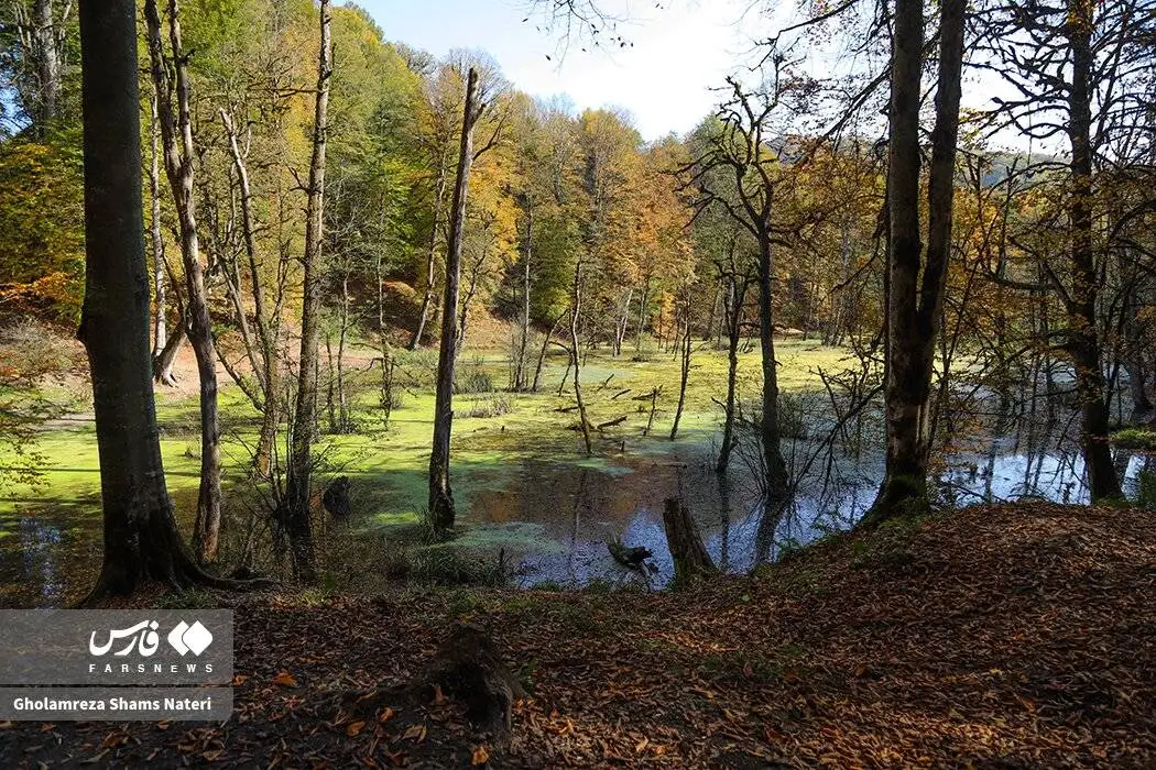 مرداب دِریوک در پاییز + تصویر - مرداب دِریوک کجاست ؟ ؛ مسیر دسترسی به مرداب دِریوک