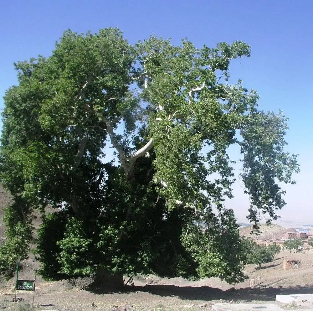 ثبت 5 اثر طبیعی کرمان در لیست ملی + تصاویر
