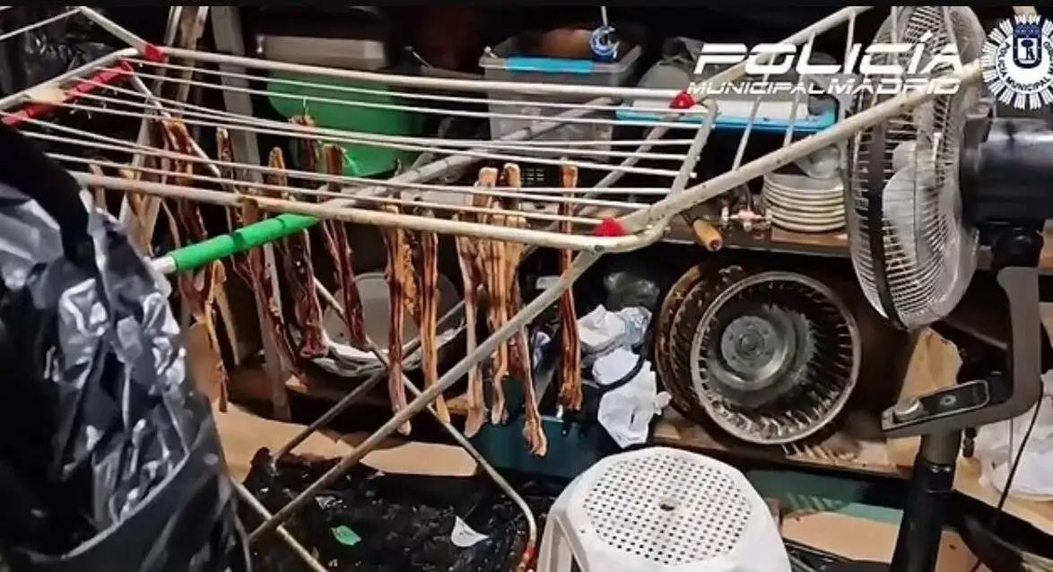 سرو کبوتر خیابانی به جای اردک در یک رستوران - عکس