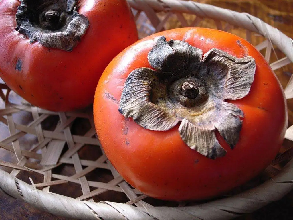 این افراد دور خوردن خرمالو را خط بکشند + مزاج خرمالو در طب سنتی
