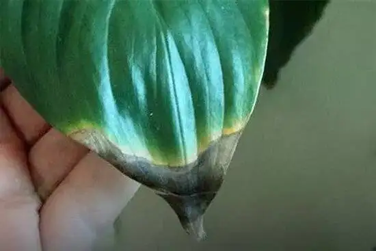 سیاه شدن نوک برگ گیاهان آپارتمانی چه علتی دارد؟ + راهکار ها