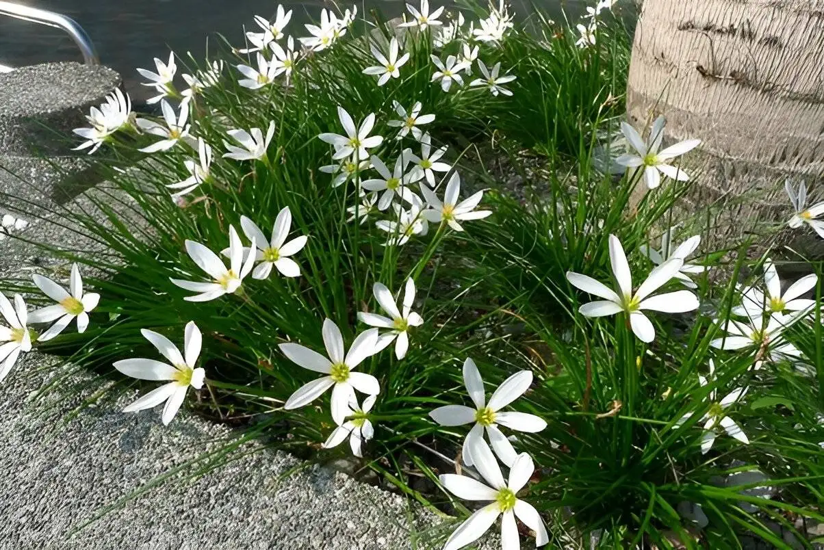 نحوه نگهداری و پرورش گل سوسن - انواع گل سوسن را بشناسید