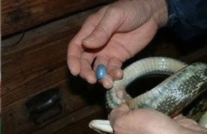 خارج کردن کرم 18 سانتی متری از مغز یک مرد - عکس