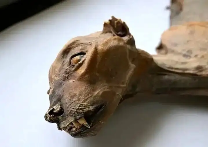 کشف مومیایی طبیعی یوزپلنگ در عربستان - عکس