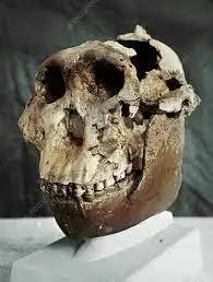 این فسیل پروتئین ها از 2 میلیون سال پیش سخن می گویند