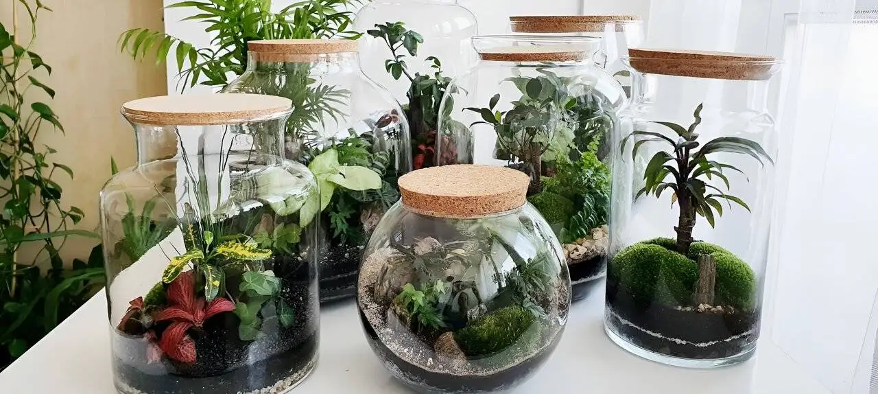 گیاهان مناسب برای کاشت در تراریوم