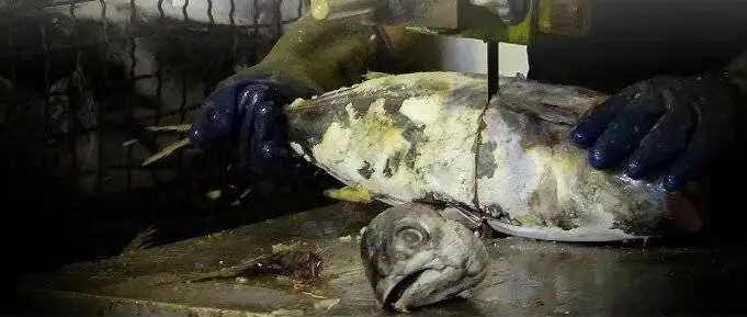 چندش آورترین غذاهای جهان ؛ اینجا جنین را هم می خورند + تصاویر - بفرمایید نوشیدنی مار و سوپ خون