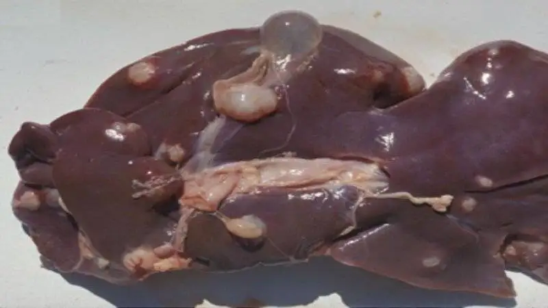 چطور جگر سالم و باکیفیت را تشخیص دهیم؟ ؛ نکات مهم نگهداری جگر در یخچال و فریزر + عکس جگر ناسالم گوسفندی