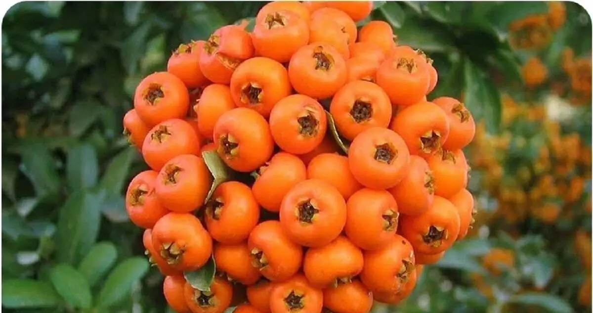 میوه ای کوچک با معجزه ای بزرگ برای قلب و اعصاب!