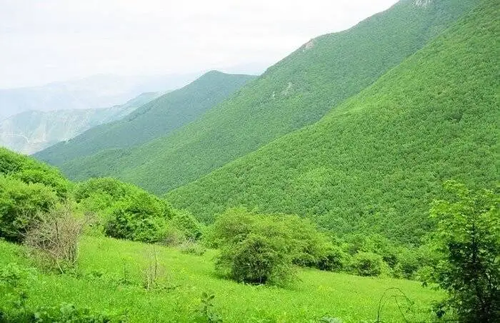 جنگل دیزمار ورزقان ؛ عروس زیبای کوه های آذربایجان