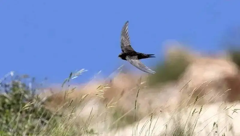 پرنده ای که 10 ماه بدون توقف پرواز می کند - عکس