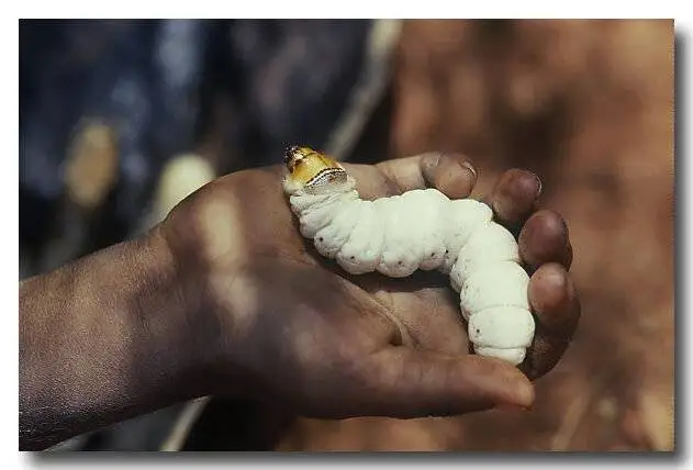 چندش آورترین غذاهای جهان ؛ اینجا جنین را هم می خورند + تصاویر - بفرمایید نوشیدنی مار و سوپ خون