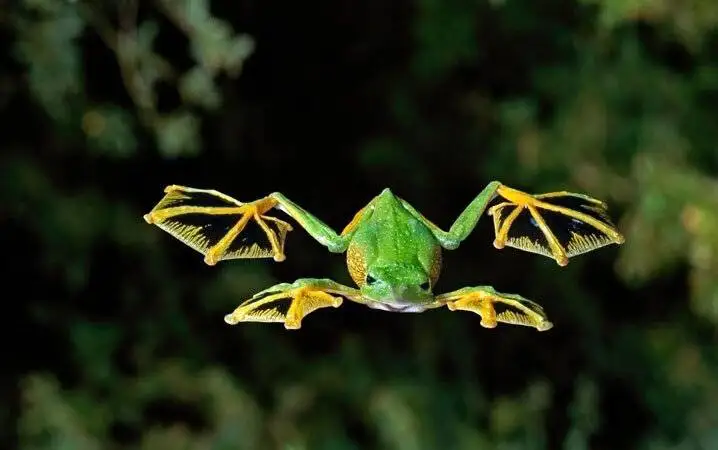 جانوران غیر پرنده ای که پرواز می کنند