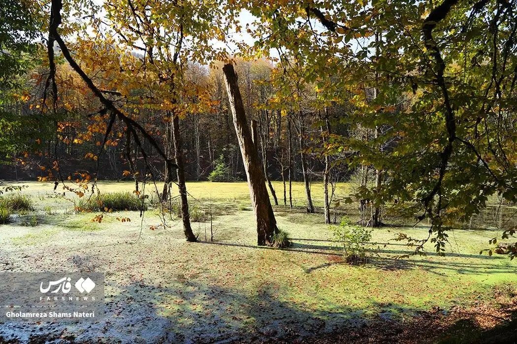 مرداب دِریوک در پاییز + تصویر - مرداب دِریوک کجاست ؟ ؛ مسیر دسترسی به مرداب دِریوک