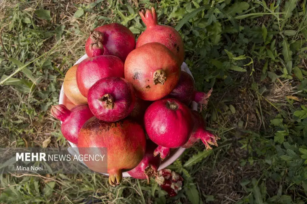 روش تهیه لواشک انار با دانه انار - چطور لواشک انار را خشک کنیم؟ ؛ دلیل کپک زدن لواشک هنگام خشک شدن