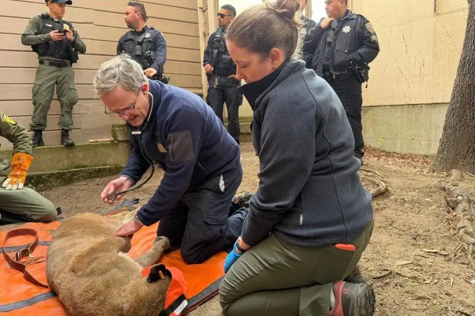 پرسه یک شیر در خیابان