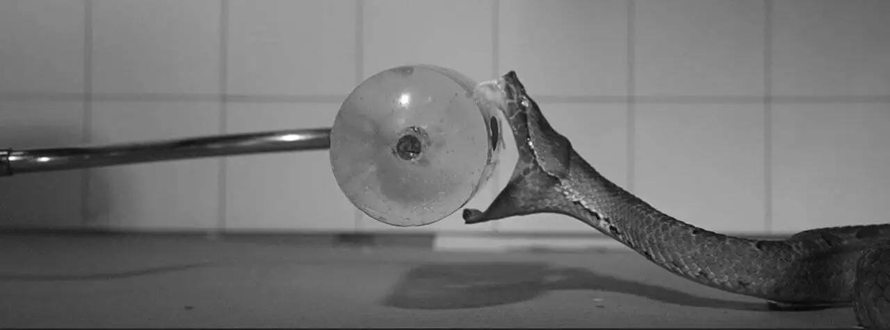 استراتژی های متفاوت مارهای سمی در یک هزارم ثانیه!