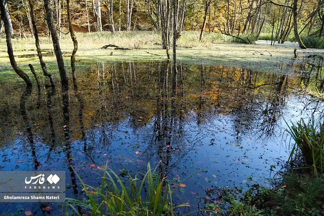 مرداب دِریوک در پاییز + تصویر - مرداب دِریوک کجاست ؟ ؛ مسیر دسترسی به مرداب دِریوک