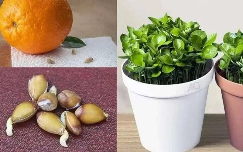 کاشت سبزه عید با دانه پرتقال: سبزه ای متفاوت برای نوروز