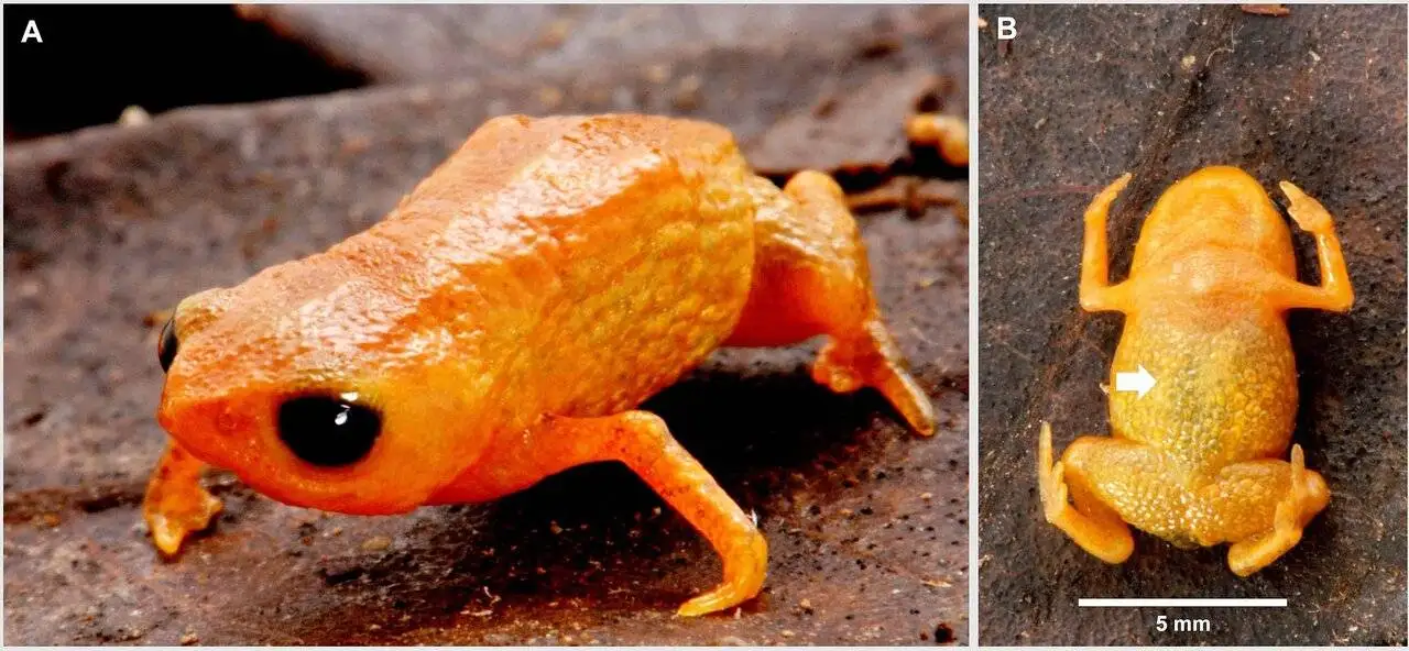 کوچکترین وزغ دنیا را ببینید؛ اندازه سر یک مداد است! + عکس