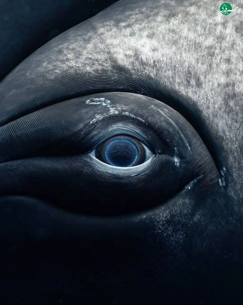 نمای نزدیک از چشم نهنگ؛ ترکیب زیبایی حیرت انگیز غول دریایی با پایان غم انگیز + تصاویر