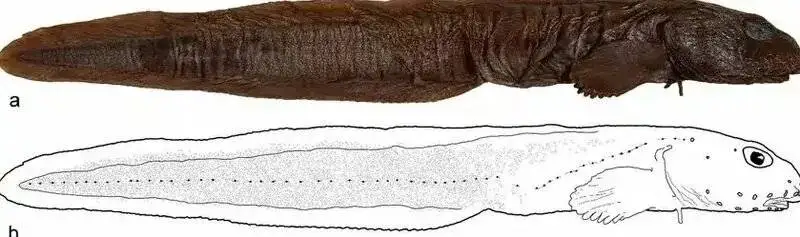 این ماهی شگفت انگیز 36 سال در تاریکی پنهان بود! + عکس