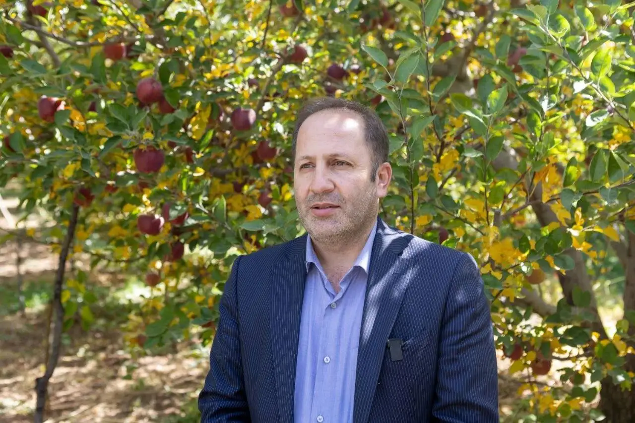 فصل سیب مراغه رسید - چرا سیب مراغه از همه سیب ها مرغوب تر است؟