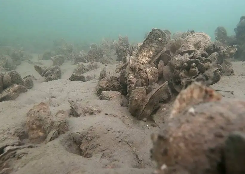 راه حل های جالب حیوانات برای زنده ماندن در سرما