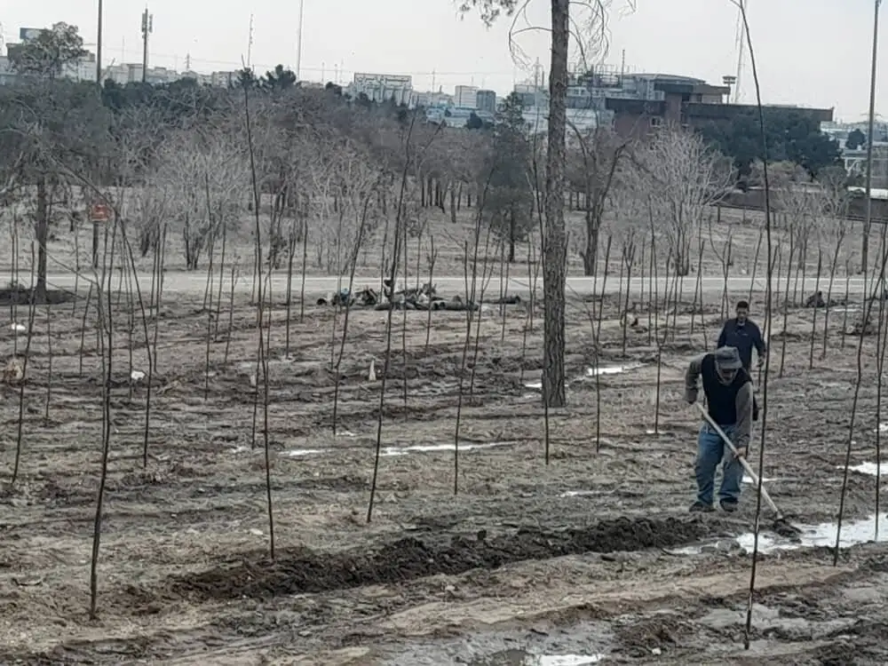هشدار درمورد مرگ خاموش درختان بوستان جنگلی تهران - حذف نکردن درختان آفت زده، آغازگر بحران تازه