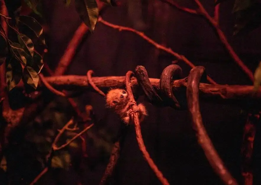 جشن تولد یک گونه در معرض انقراض - این چشم درشت دوست داشتنی، سمی است!