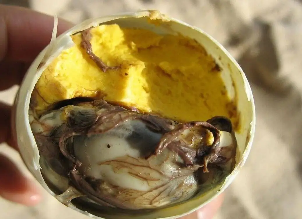 چندش آورترین غذاهای جهان ؛ اینجا جنین را هم می خورند + تصاویر - بفرمایید نوشیدنی مار و سوپ خون