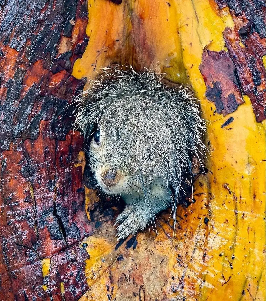 وقتی حیوانات هم شوخی شان می گیرد