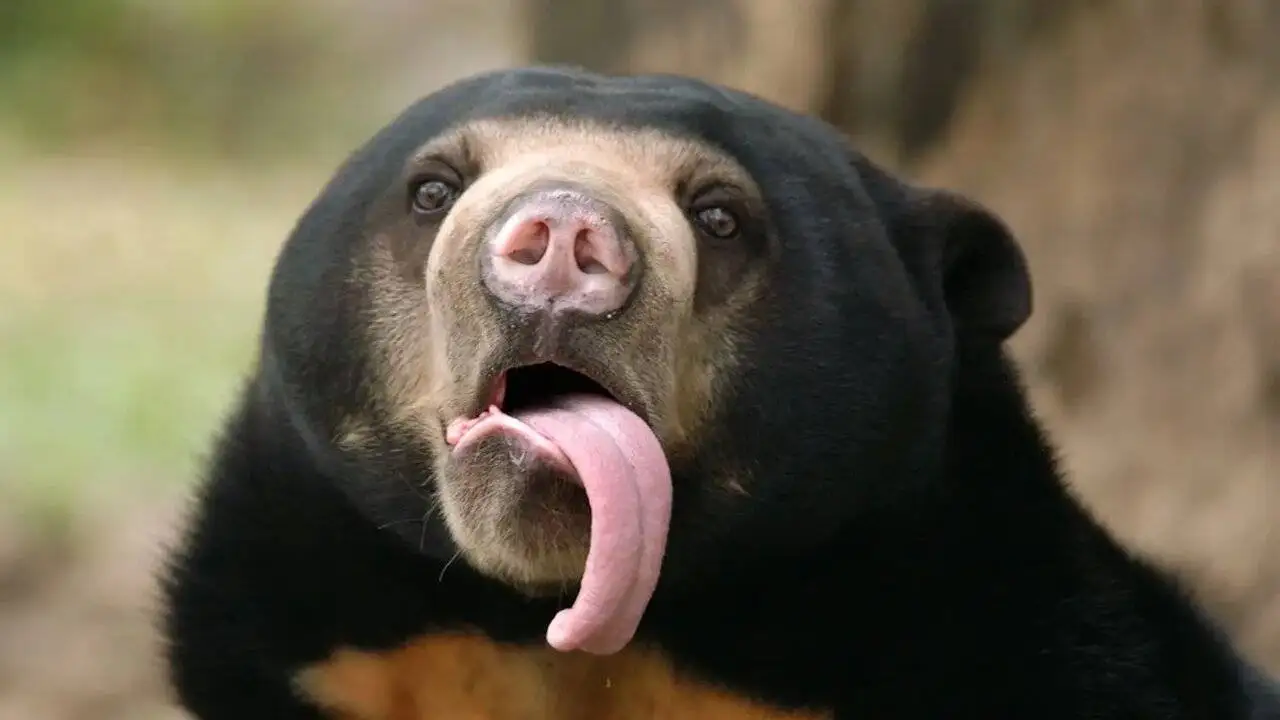 شگفت انگیزترین زبان ها در دنیای حیوانات - عکس