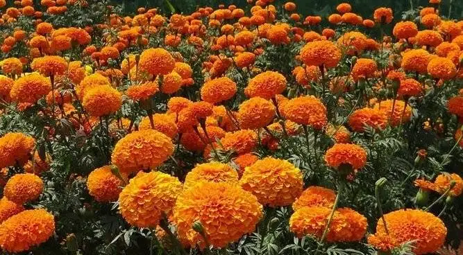 این گیاهان قاتل پشه های تابستانی هستند